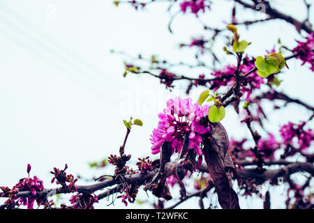 Cercis siliquastrum. Blühende Frühling Baum mit rosa Blüten. Stockfoto