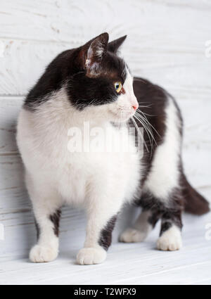 Katze ohne Rasse. Eine einfache graue Katze auf einem hellen Hintergrund. Stockfoto