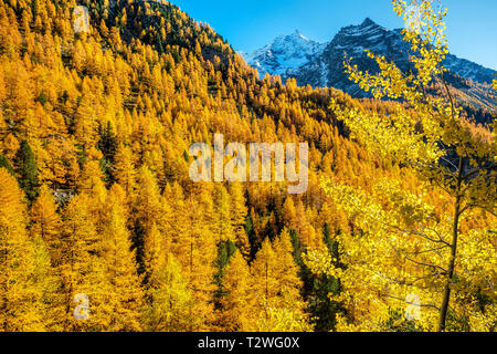 Italien, Aostatal, Nationalpark Gran Paradiso Rhemes Tal, Europäische Lärche (Larix decidua) Wald und Silber im Herbst Birke (Betula pendula), Zirbe (Pinus cembra) Stockfoto