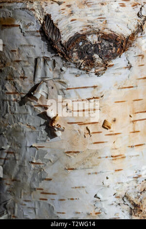 Birkenrinde closeup als Hintergrund Textur Stockfoto