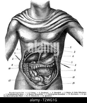 Mensch: abdominal Eingeweide, 1, 3), 2) der Lunge Perikard, 4) Membran, 5) der rechten Ohrläppchen Leber, 6) linken Ohrläppchen Leber, 7) aufschiebende Ligament von Leber, 8) anterior Magen Oberfläche, 9) aufsteigend Trakt, 10) Querruder, 11) Große mesh hintere Platte, 12, 13) Dünndarm, 14) Blase, anonym 1887 Stockfoto