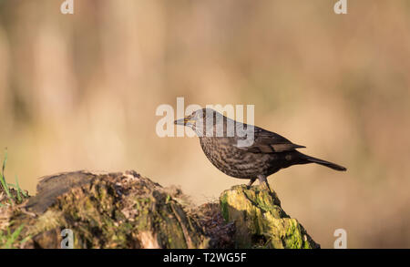 Detaillierte Nahaufnahme der weiblichen UK Amsel (Turdus merula) isoliert im Freien auf Baumstumpf in natürlichen Waldlandschaft Barschen. Stockfoto