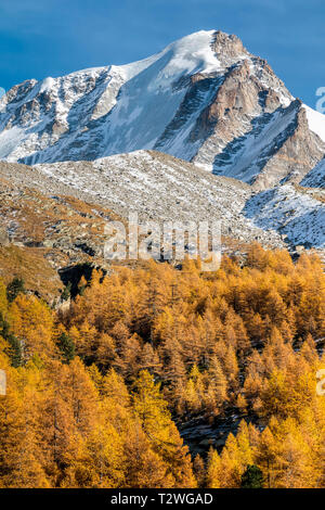 Italien, Valsavarenche, Nationalpark Gran Paradiso, Massif du Grand Paradis, Europäische Lärche Wald im Herbst, Gran Paradiso (Grand Paradis - 4.061 m) Stockfoto