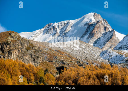 Italien, Valsavarenche, Nationalpark Gran Paradiso, Massif du Grand Paradis, Europäische Lärche Wald im Herbst, Gran Paradiso (Grand Paradis - 4.061 m) Stockfoto