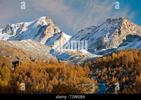 Italien, Valsavarenche, Nationalpark Gran Paradiso, Massif du Grand Paradis, Europäische Lärche Wald im Herbst, Gran Paradiso (Grand Paradis - 4.061 m) Stockfoto