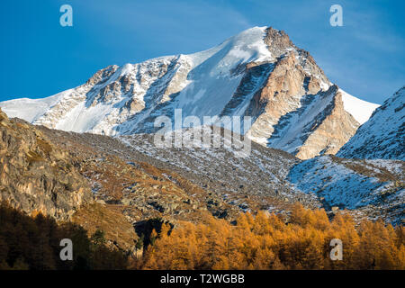 Italien, Valsavarenche, Nationalpark Gran Paradiso, Massif du Grand Paradis, Europäische Lärche Wald im Herbst, Gran Paradiso (Grand Paradis - 4.061 m) Stockfoto