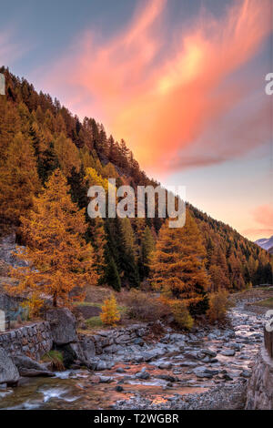 Italien, Valsavarenche, Nationalpark Gran Paradiso, Massif du Grand Paradis, Savara stream, Europäische Lärche Wald im Herbst Stockfoto