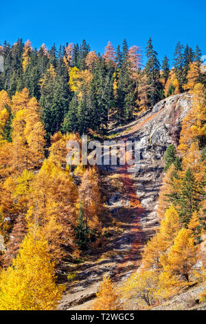 Italien, Valsavarenche, Nationalpark Gran Paradiso, die eisenhaltigen Wasser der Stream Eau Rousse; Fichten- und Europäische Lärche Wald im Herbst Stockfoto