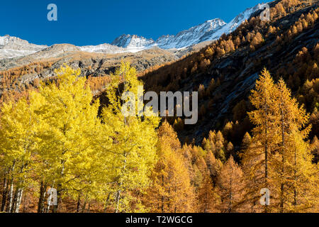 Italien, Valsavarenche, Nationalpark Gran Paradiso, Massif du Grand Paradis, gemeinsame Aspen (Populus tremula) und Europäische Lärche Wald im Herbst Stockfoto