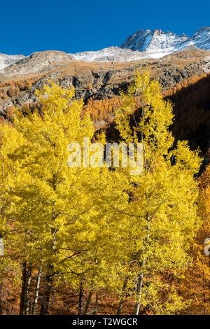 Italien, Valsavarenche, Nationalpark Gran Paradiso, Massif du Grand Paradis, gemeinsame Aspen (Populus tremula) und Europäische Lärche Wald im Herbst Stockfoto