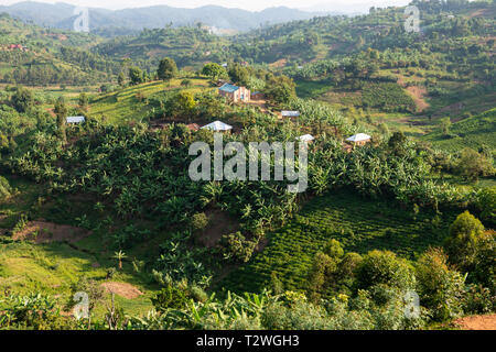 Bananen und Kaffee Plantagen in Hill Land nördlich des Lake Bunyonyi im Südwesten von Uganda, Ostafrika Stockfoto