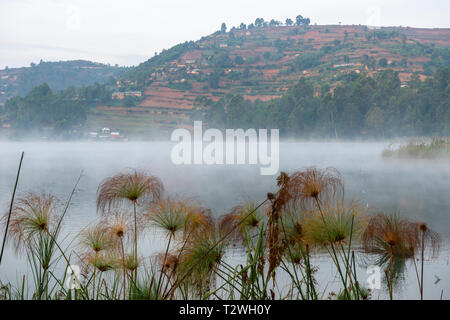 Am frühen Morgen Nebel stieg von Lake Bunyonyi mit Papyrus Gras im Vordergrund, South West Uganda, Ostafrika Stockfoto