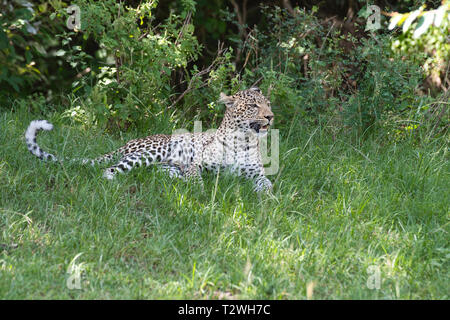 Leopard (Panthera pardus). Die Weibliche bekannt als Bild in den Schatten in der OLARE Motorogi Conservancy ruht, nördlich der Masai Mara. Stockfoto