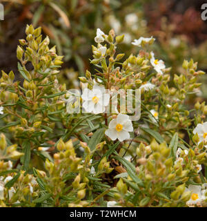 Flora von Gran Canaria - Cistus monspeliensis, Montpellier cistus Stockfoto