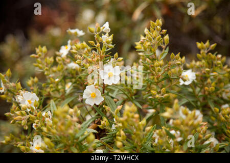 Flora von Gran Canaria - Cistus monspeliensis, Montpellier cistus Stockfoto