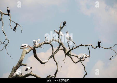 White-breasted Kormorane (Phalacrocorax Lucidus) und rosa-backed Pelikanen (Pelecanus rufescens) am Lake Bunyonyi im Südwesten von Uganda, Ostafrika Stockfoto