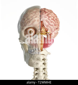 Menschlicher Schädel mittlere sagittale Querschnitt mit Gehirn. Vorderansicht auf weißem Hintergrund. Stockfoto
