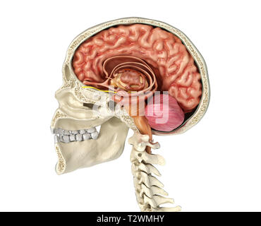 Menschlicher Schädel mittlere sagittale Querschnitt mit Gehirn. Seitliche Sicht auf weißem Hintergrund. Stockfoto