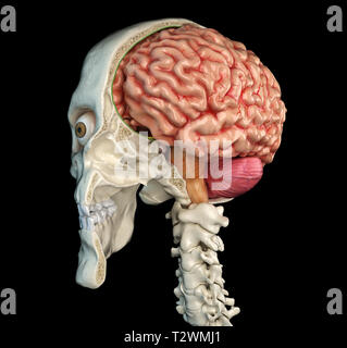 Menschlicher Schädel mittlere sagittale Querschnitt mit Gehirn. Perspektivische Ansicht auf schwarzem Hintergrund. Stockfoto