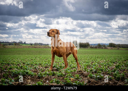 Hund Porträts und Hund Bilder Stockfoto