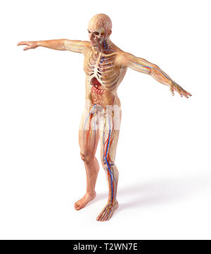 Mann total Anatomie Systeme Diagramm mit Ghost Wirkung. Vollständige Abbildung stehen auf weißen Hintergrund. Stockfoto
