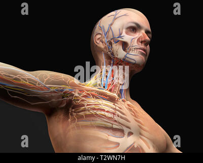 Man Kopf und Brust Anatomie Diagramm mit Ghost Wirkung. Skelettmuskulatur-, Herz-Kreislauf-, Nerven- und lymphatische System. Stockfoto