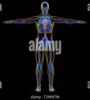 Der Mensch Skelett- und Herz-Kreislauf-System. x-ray. Vollständige Abbildung steht auf schwarzen Hintergrund. Stockfoto