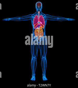 Der Mensch Skelett, Muskeln und inneren Organen Diagramm. X-ray. Auf schwarzem Hintergrund. Stockfoto