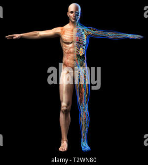Der Mensch Skelett, innere Organe Diagramm und x-ray Anatomie Systeme. Vollständige Abbildung steht auf schwarzen Hintergrund. Vorderansicht. Stockfoto