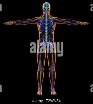 Mann Diagramm x-ray Nervensystem. Vollständige Abbildung auf schwarzem Hintergrund. Stockfoto