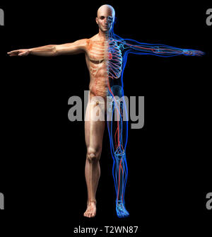 Der Mensch Skelett, innere Organe Diagramm und x-ray Herz-Kreislauf-System. Vollständige Abbildung steht auf schwarzen Hintergrund. Stockfoto