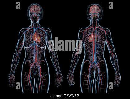 Frau Herz-Kreislauf-System, hinten und vorne. Auf schwarzem Hintergrund. Stockfoto