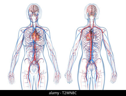 Frau Herz-Kreislauf-System, hinten und vorne. Auf weissem Hintergrund. Stockfoto