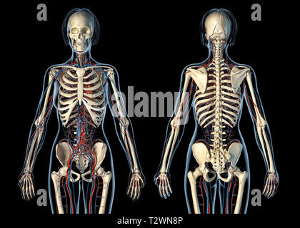 Frau Anatomie Herz-Kreislauf-System mit Skelett, hinten und vorne. Auf schwarzem Hintergrund. Stockfoto