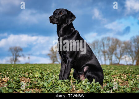 Hund Porträts und Hund Bilder Stockfoto