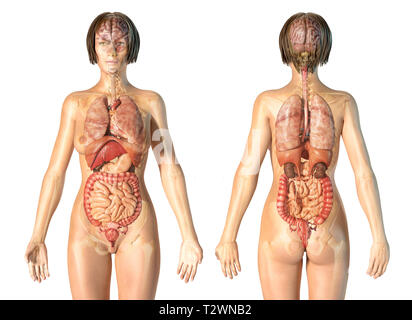 Frau Anatomie der inneren Organe mit Skelett, hinten und vorne. Auf weissem Hintergrund. Stockfoto