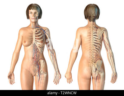 Frau Anatomie Herz-Kreislauf-System mit Skelett, hinten und vorne. Auf weissem Hintergrund. Stockfoto