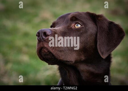 Hund Porträts und Hund Bilder Stockfoto