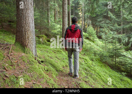 Ein Trekker wandern solo unter den Wald in ein bewölkter Tag Stockfoto