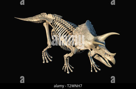 Triceratops Skelett 3D Rendering Perspektive Blick von oben auf schwarzen Hintergrund. Stockfoto