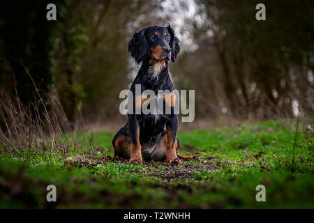 Hund Porträts und Hund Bilder Stockfoto