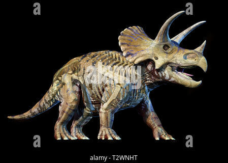 Triceratops mit Skelett in Ghost Effekt 3D-Rendering auf schwarzem Hintergrund. Stockfoto