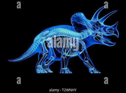 Triceratops Skelett x-ray Effect. Perspektivische Ansicht auf schwarzem Hintergrund. Stockfoto