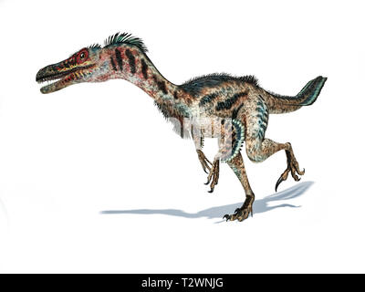 Velociraptor Dinosaurier mit Federn, 3D-Rendering auf weißem Hintergrund. Stockfoto