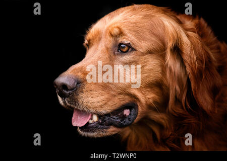 Hund Porträts und Hund Bilder Stockfoto