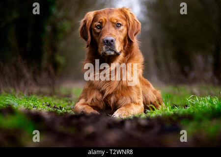 Hund Porträts und Hund Bilder Stockfoto