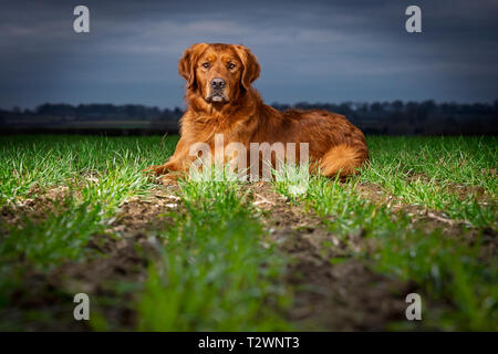 Hund Porträts und Hund Bilder Stockfoto