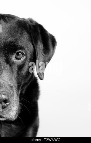 Porträt eines Labrador auf weißem Hintergrund mit nur die Hälfte von seinem Gesicht isoliert Stockfoto