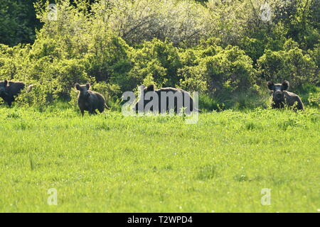 Wildlife Wildschweine und Rehe zusammen Beweidung auf die MEDOW Stockfoto