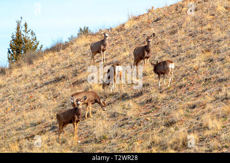 Herde Rehe grasen auf dem Berg Gras auf einer wunderschönen Colorado Rocky Mountain Frühling Morgen. Stockfoto